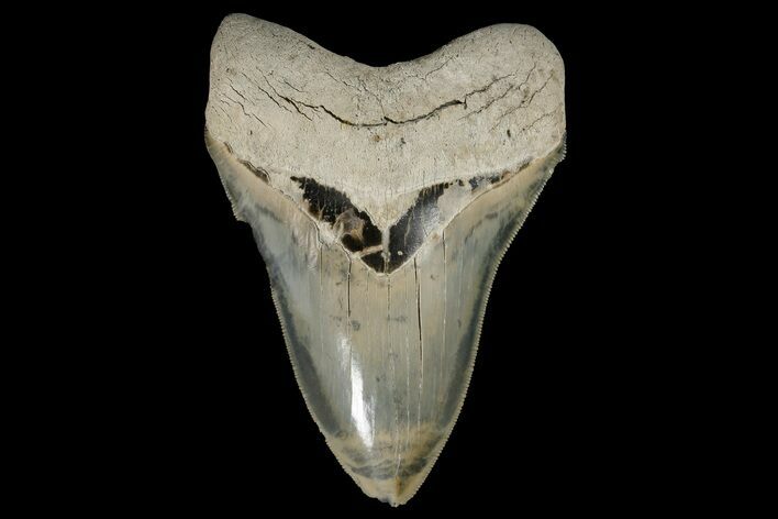Serrated, Fossil Megalodon Tooth - Aurora, North Carolina #179727